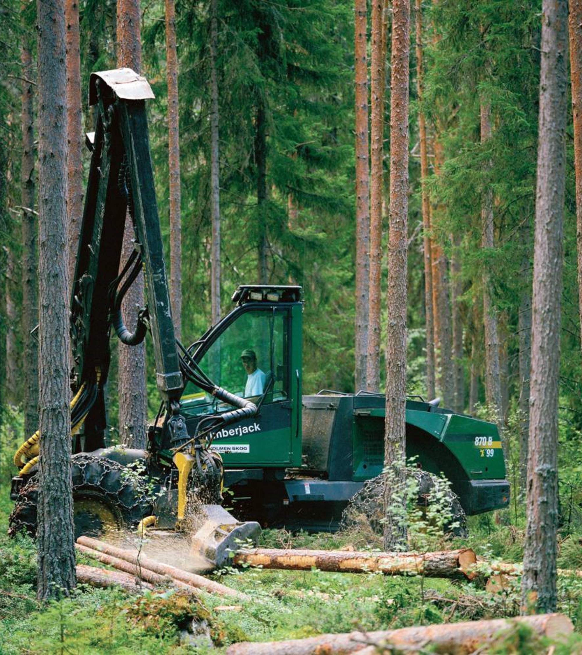 Forests: the heart of the bioeconomy